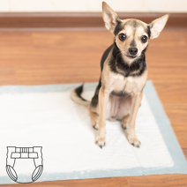 Toaleta/higiena pies