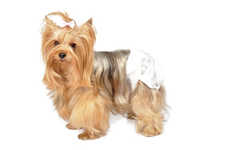 CAMON PIELUCHY M DLA PSA